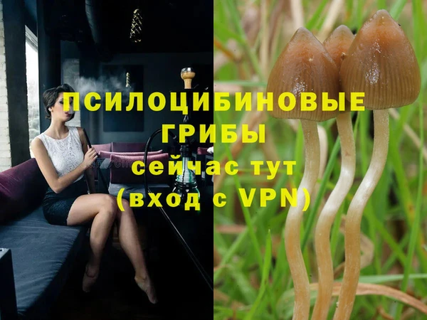 шишки Новозыбков