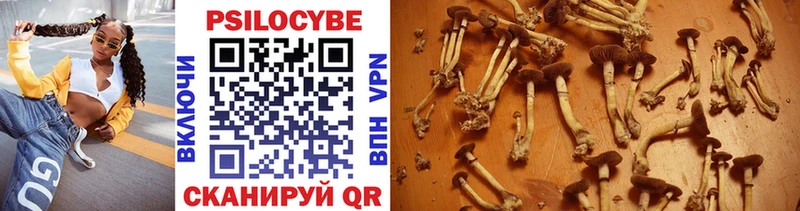 дарнет шоп  Суоярви  Галлюциногенные грибы Psilocybine cubensis 